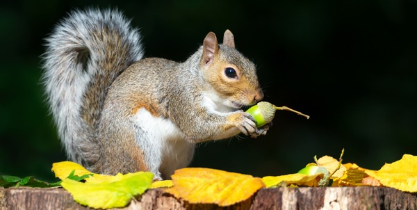 Squirrel His Day | The Veterinary Clinic