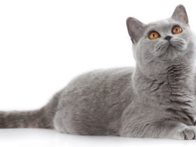 Gatto British Shorthair | Clinica La Veterinaria