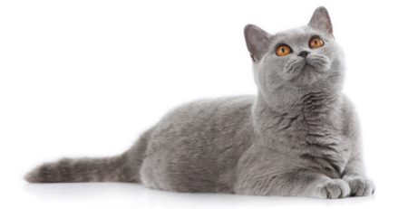 British Shorthair Cat | La Veterinaria Clinic