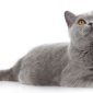 Gatto British Shorthair | Clinica La Veterinaria