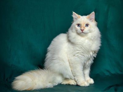 Gatto angora Turco