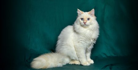 Gatto angora Turco