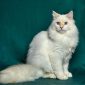 Gatto angora Turco