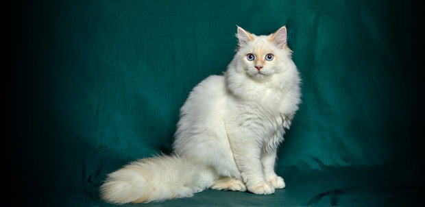 Turkish angora cat