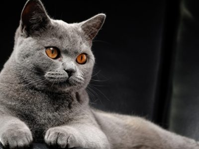 Il gatto Certosino Clinica La Veterinaria