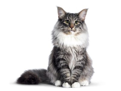 Gatto norvegese delle foreste | Clinica La Veterinaria
