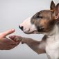 Bull Terrier | Clinica La Veterinaria