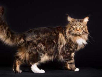 Gatto Maine coon | Clinica La Veterinaria