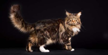 Maine Coon gatto | Clinica La Veterinaria