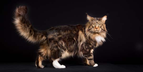 Maine Coon gatto | Clinica La Veterinaria