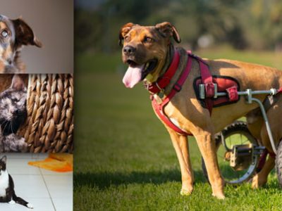 Dog Disability Cat Disability | La Veterinaria Clinic