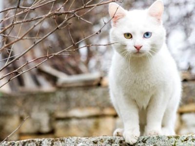 White cats | La Veterinaria Clinic