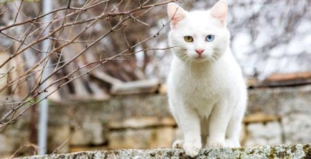 Gatti bianchi | Clinica La Veterinaria