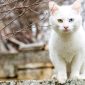 Gatti bianchi | Clinica La Veterinaria