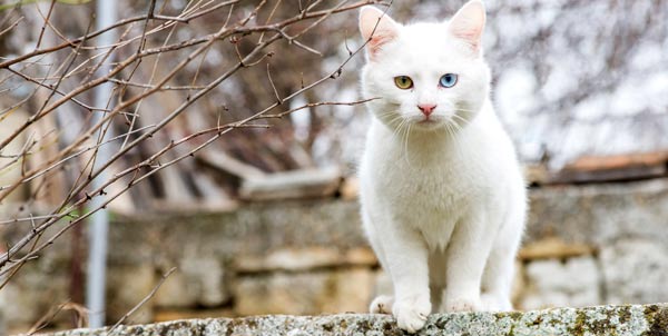 Gatti bianchi | Clinica La Veterinaria