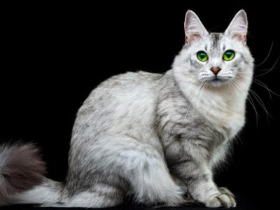 Gatto Burmilla | Clinica La Veterinaria