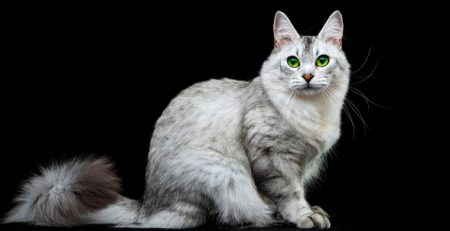 Gato Burmilla | Clínica La Veterinaria