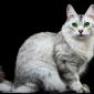 Burmilla Cat | La Veterinaria Clinic