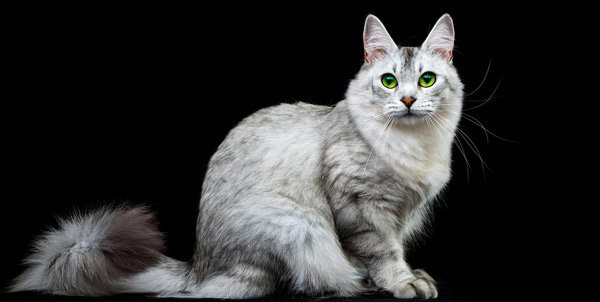 Gatto Burmilla | Clinica La Veterinaria