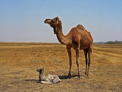 Camel Day | La Veterinaria Clinic