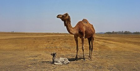 Giornata del cammello | Clinica La Veterinaria