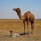 Giornata del cammello | Clinica La Veterinaria