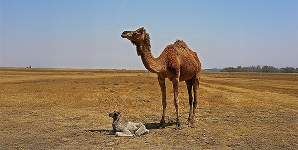 Giornata del cammello | Clinica La Veterinaria