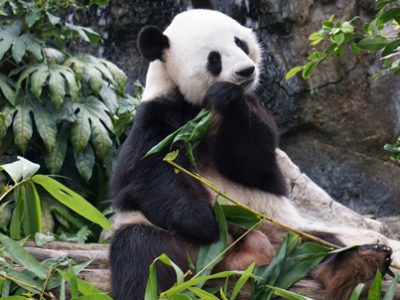 Giant Panda | Veterinary Clinic