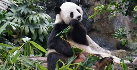 Panda Gigante | Clinica La Veterinaria