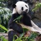 Panda Gigante | Clinica La Veterinaria