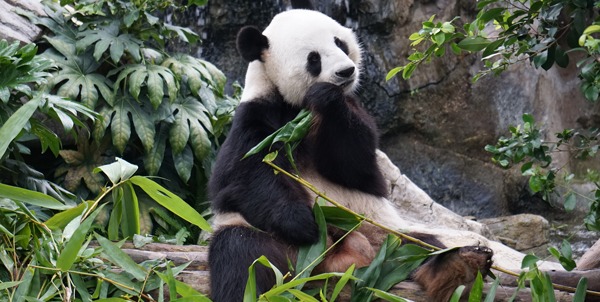 Panda Gigante | Clinica La Veterinaria