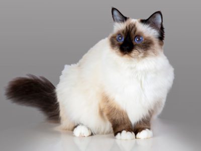 Gatto Sacro di Birmania | Clinica La Veterinaria