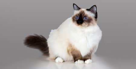 Gatto Sacro di Birmania | Clinica La Veterinaria