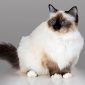 Gatto Sacro di Birmania | Clinica La Veterinaria