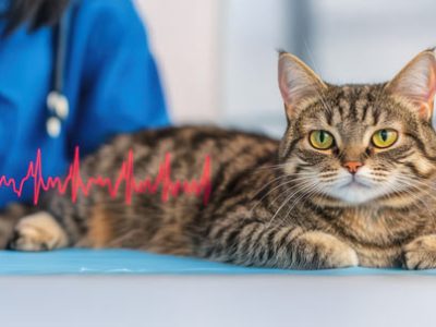 Cardiomiopatia ipertrofica felina | Clinica La Veterinaria