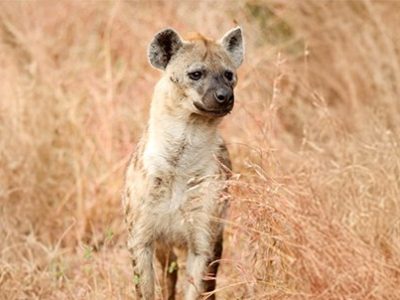 Hyena Day | La Veterinaria Clinic