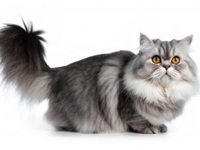 Il gatto Persiano | Clinica La Veterinaria