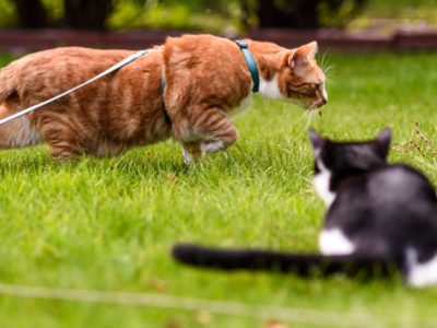 Cats in bibs | La Veterinaria Clinic