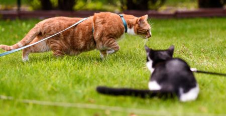 Gatti in pettorina | Clinica La Veterinaria