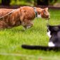Gatti in pettorina | Clinica La Veterinaria