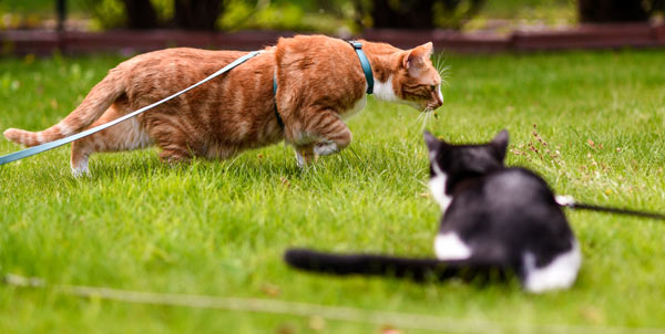 Gatti in pettorina | Clinica La Veterinaria