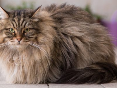 Gatto siberiano delle foreste | Clinica La Veterinaria