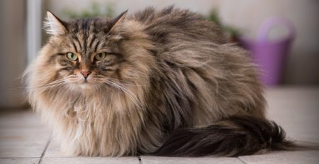 Gatto siberiano delle foreste | Clinica La Veterinaria