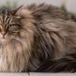 Gatto siberiano delle foreste | Clinica La Veterinaria