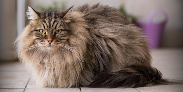 Gatto siberiano delle foreste | Clinica La Veterinaria