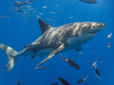 Shark Day | La Veterinaria Clinic