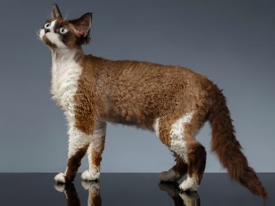 Gatto Devon Rex | Clinica La Veterinaria