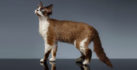 Gatto Devon Rex | Clinica La Veterinaria