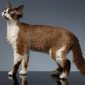 Devon Rex Cat | La Veterinaria Clinic