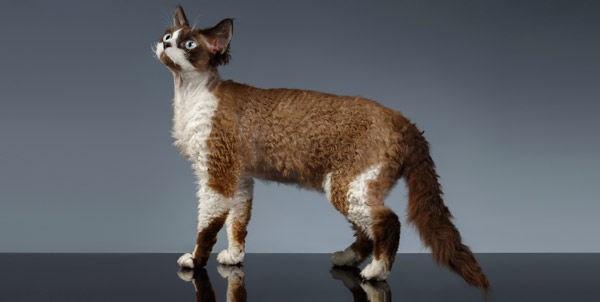 Devon Rex Cat | La Veterinaria Clinic